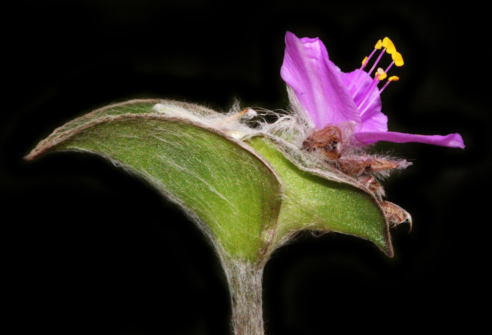 Tradescantia sillamontana